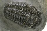 Detailed Austerops Trilobite - Ofaten, Morocco #310273-1